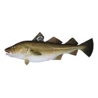 Bacalao Skrei (2-4 kg) E.NATUR MSC, pieza al peso aprox. 3 kg